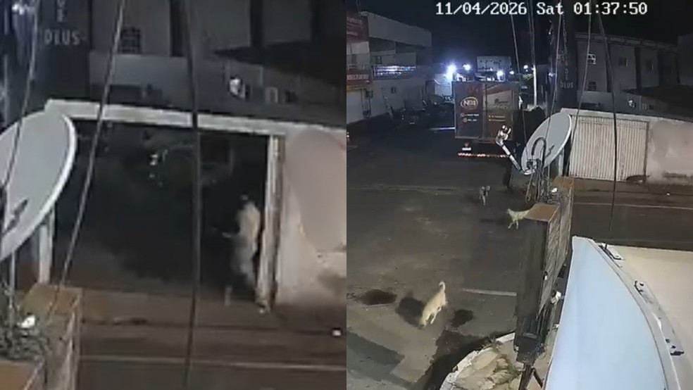 Imagem 3 de Ex-vereador suspeito de envenenar animais no PI é preso em PE | G1