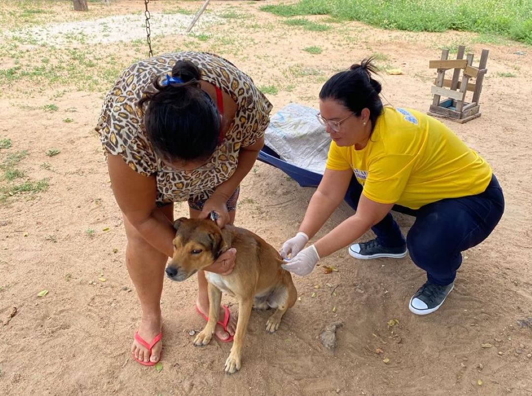 Imagem 3 de Prevenção: Prefeitura de Senhor do Bonfim intensifica vacinação antirrábica animal
